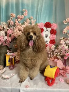 仙台ペット宿R with dogご宿泊頂きましわんちゃんのご紹介