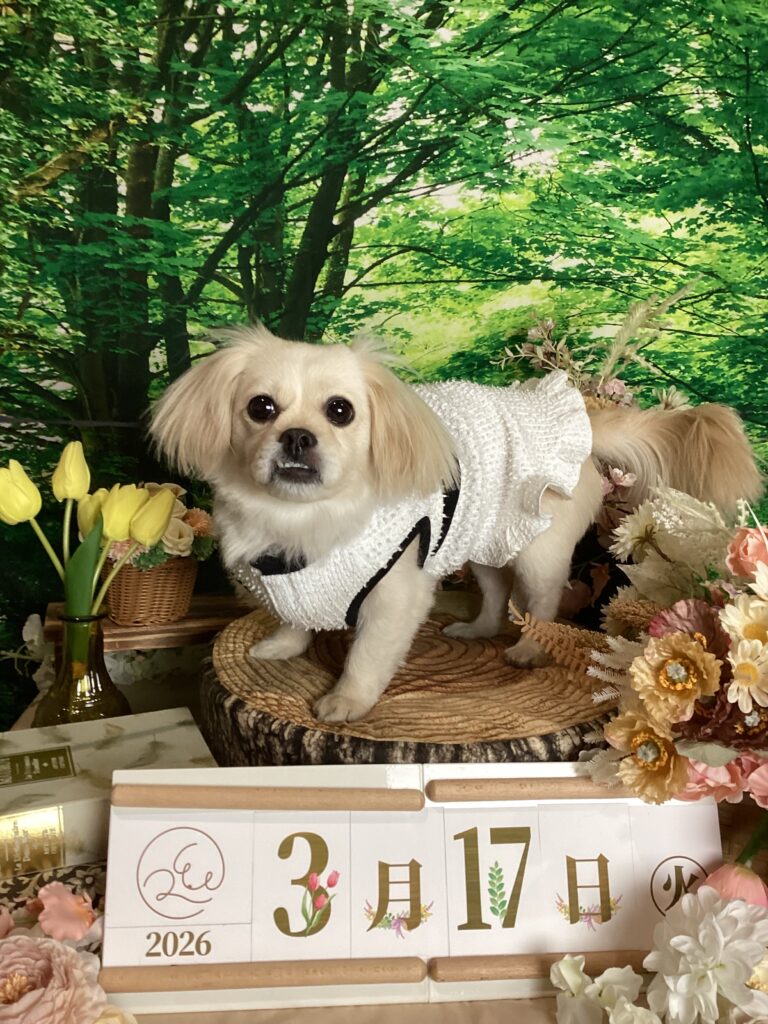 仙台ペット宿R with dogご宿泊頂きましわんちゃんのご紹介