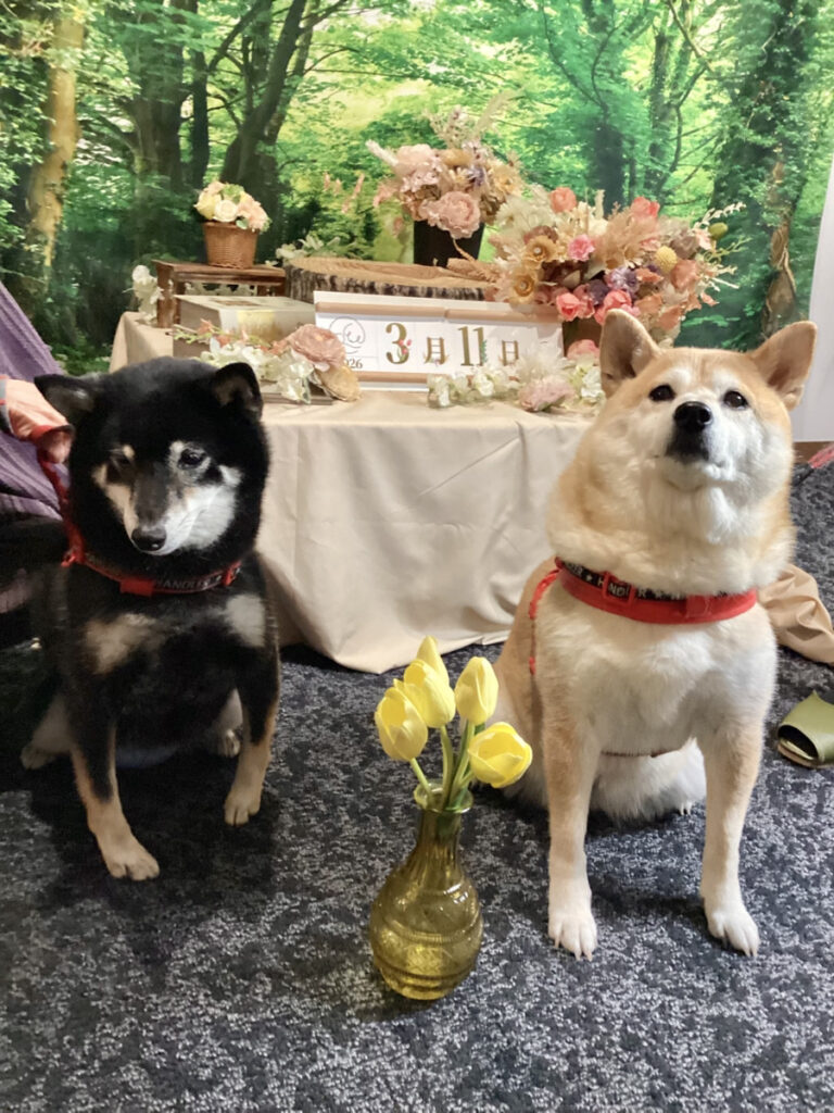 仙台ペット宿R with dogご宿泊頂きましたわんちゃんのご紹介