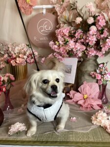 仙台ペット宿R with dogご宿泊頂きましわんちゃんのご紹介