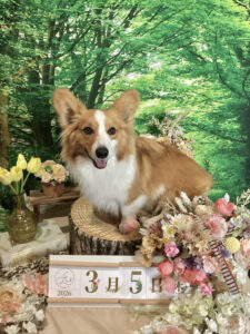 仙台ペット宿R with dogご宿泊頂きましたわんちゃんのご紹介