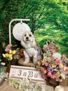 仙台ペット宿R with dogご宿泊頂きましたわんちゃんのご紹介