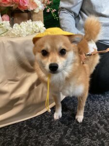 仙台ペット宿R with dogご宿泊頂きましわんちゃんのご紹介