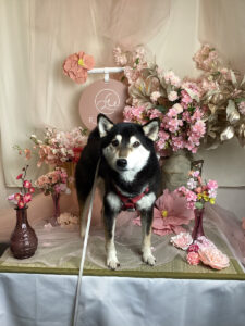 仙台ペット宿R with dogご宿泊頂きましたわんちゃんのご紹介