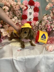 仙台ペット宿R with dogご宿泊頂きましたわんちゃんのご紹介