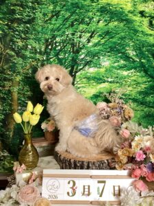 仙台ペット宿R with dogご宿泊頂きましわんちゃんのご紹介