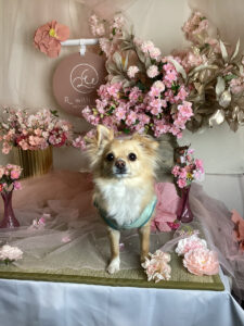 仙台ペット宿R with dogご宿泊頂きましたわんちゃんのご紹介