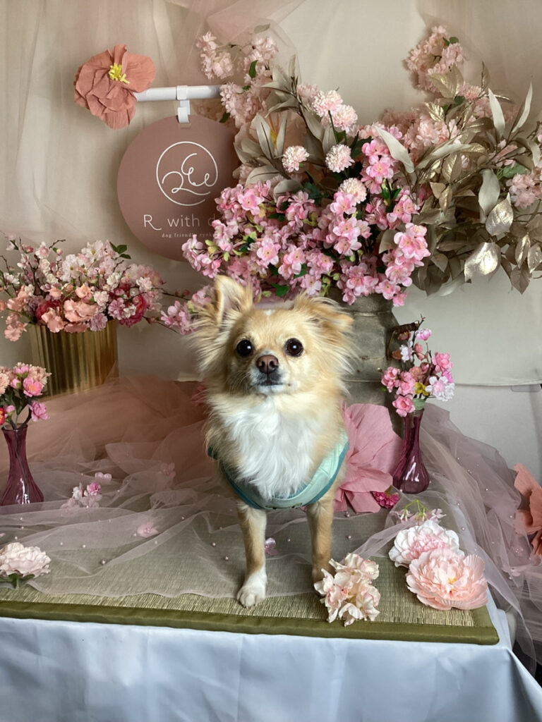 仙台ペット宿R with dogご宿泊頂きましたわんちゃんのご紹介