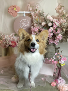 仙台ペット宿R with dogご宿泊頂きましたわんちゃんのご紹介