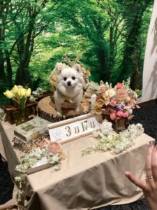 仙台ペット宿R with dogご宿泊頂きましわんちゃんのご紹介