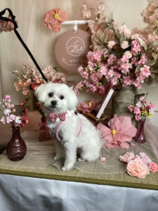 仙台ペット宿R with dogご宿泊頂きましわんちゃんのご紹介