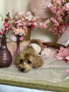 仙台ペット宿R with dogご宿泊頂きましわんちゃんのご紹介