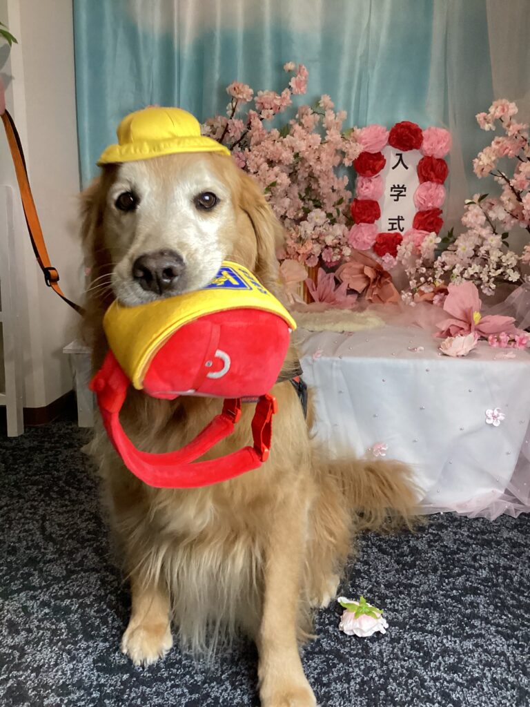 仙台ペット宿R with dogご宿泊頂きましわんちゃんのご紹介