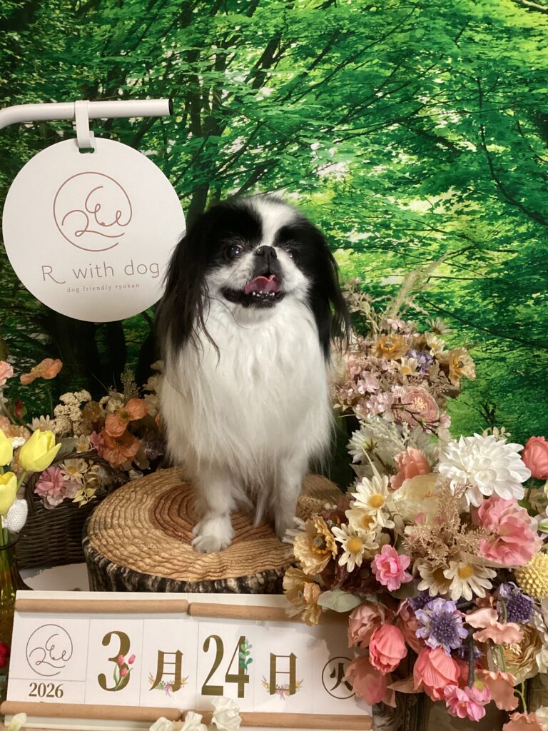 仙台ペット宿R with dogご宿泊頂きましわんちゃんのご紹介