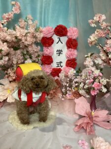 仙台ペット宿R with dogご宿泊頂きましわんちゃんのご紹介