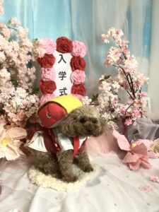 仙台ペット宿R with dogご宿泊頂きましわんちゃんのご紹介