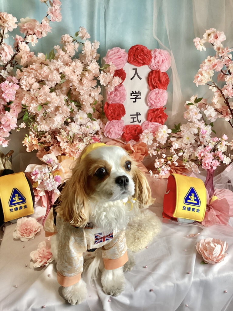 仙台ペット宿R with dogご宿泊頂きましたわんちゃんのご紹介