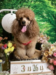 仙台ペット宿R with dogご宿泊頂きましわんちゃんのご紹介