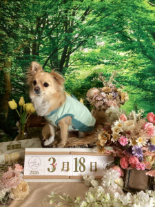 仙台ペット宿R with dogご宿泊頂きましたわんちゃんのご紹介