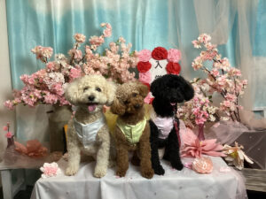 仙台ペット宿R with dogご宿泊わんちゃんのご紹介