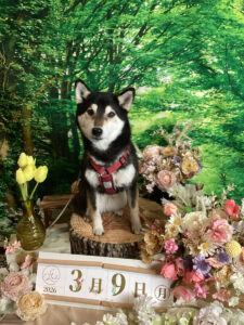 仙台ペット宿R with dogご宿泊頂きましたわんちゃんのご紹介