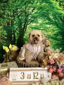 仙台ペット宿R with dogご宿泊頂きましわんちゃんのご紹介