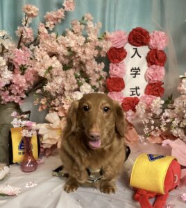 仙台ペット宿R with dogご宿泊頂きましわんちゃんのご紹介