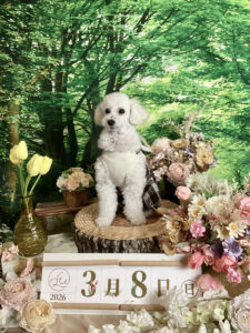 仙台ペット宿R with dogご宿泊頂きましたわんちゃんのご紹介