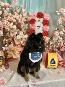 仙台ペット宿R with dogご宿泊頂きましたわんちゃんのご紹介