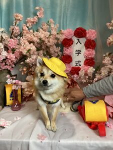 仙台ペット宿R with dogご宿泊頂きましわんちゃんのご紹介