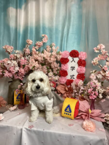 仙台ペット宿R with dogご宿泊頂きましたわんちゃんのご紹介