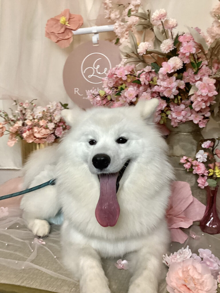 仙台ペット宿R with dogご宿泊頂きましわんちゃんのご紹介