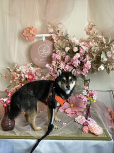 仙台ペット宿R with dogご宿泊頂きましたわんちゃんのご紹介