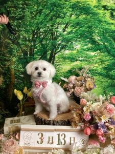 仙台ペット宿R with dogご宿泊頂きましわんちゃんのご紹介