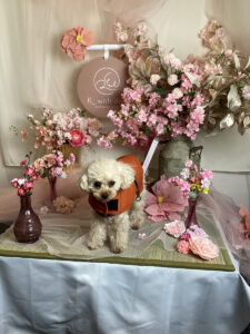 仙台ペット宿R with dogご宿泊頂きましたわんちゃんのご紹介