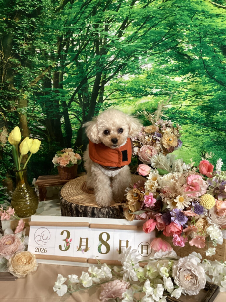 仙台ペット宿R with dogご宿泊頂きましたわんちゃんのご紹介4