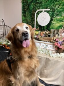 仙台ペット宿R with dogご宿泊頂きましわんちゃんのご紹介