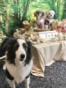 仙台ペット宿R with dogご宿泊頂きましたわんちゃんのご紹介