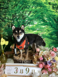 仙台ペット宿R with dogご宿泊頂きましたわんちゃんのご紹介