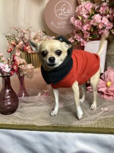 仙台ペット宿R with dogご宿泊頂きましわんちゃんのご紹介