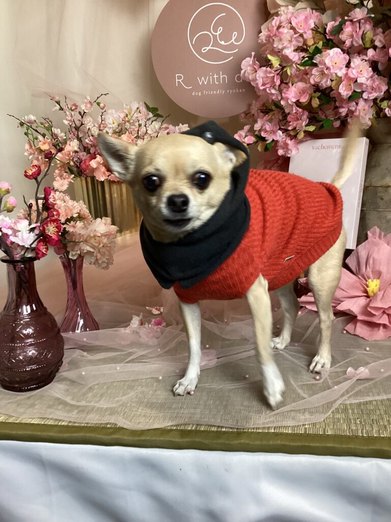 仙台ペット宿R with dogご宿泊頂きましわんちゃんのご紹介