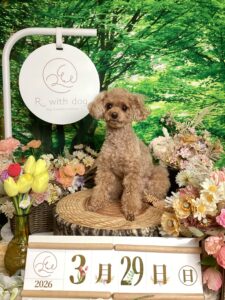 仙台ペット宿R with dogご宿泊頂きましわんちゃんのご紹介