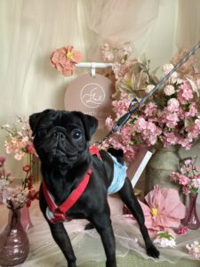 仙台ペット宿R with dogご宿泊頂きましわんちゃんのご紹介