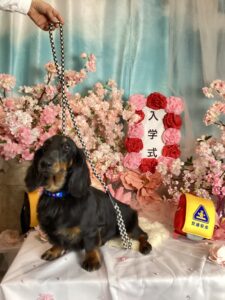 仙台ペット宿R with dogご宿泊頂きましたわんちゃんのご紹介