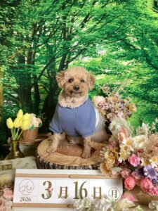 仙台ペット宿R with dogご宿泊頂きましわんちゃんのご紹介