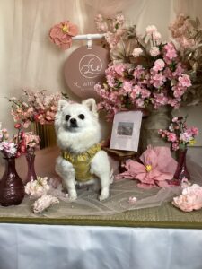 仙台ペット宿R with dogご宿泊頂きましわんちゃんのご紹介