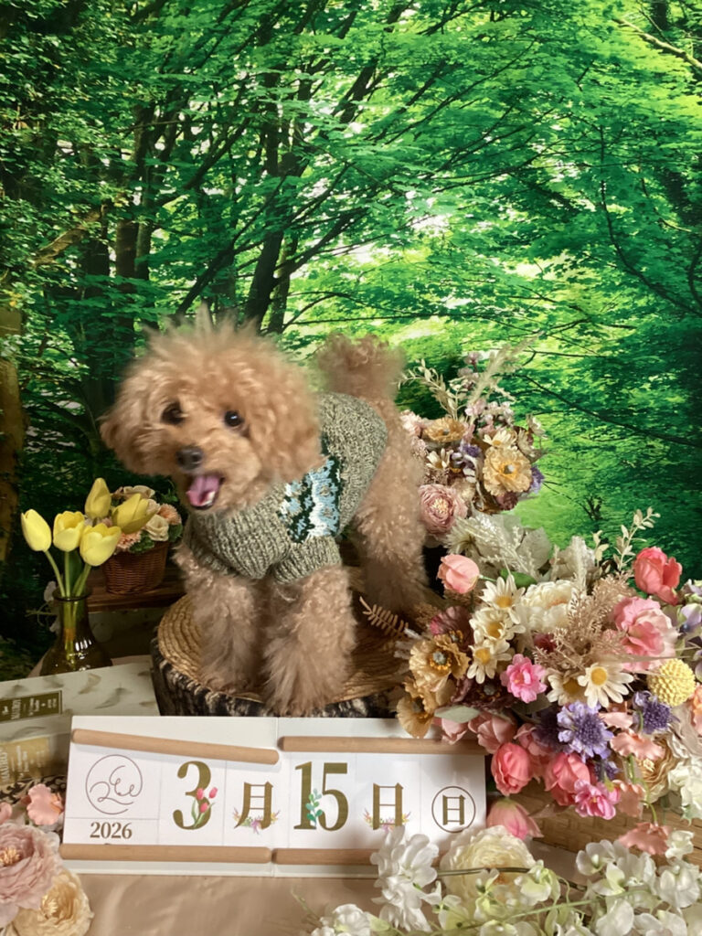 仙台ペット宿R with dogご宿泊頂きましたわんちゃんのご紹介