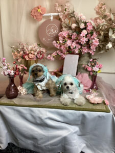 仙台ペット宿R with dogご宿泊頂きまし太わんちゃんのご紹介