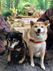 仙台ペット宿R with dogご宿泊頂きましたわんちゃんのご紹介