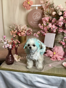 仙台ペット宿R with dogご宿泊頂きましたわんちゃんのご紹介